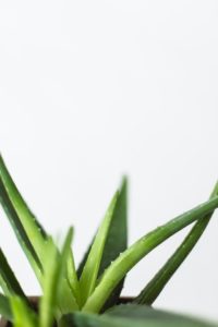 Aloe For Chinese Skincare
