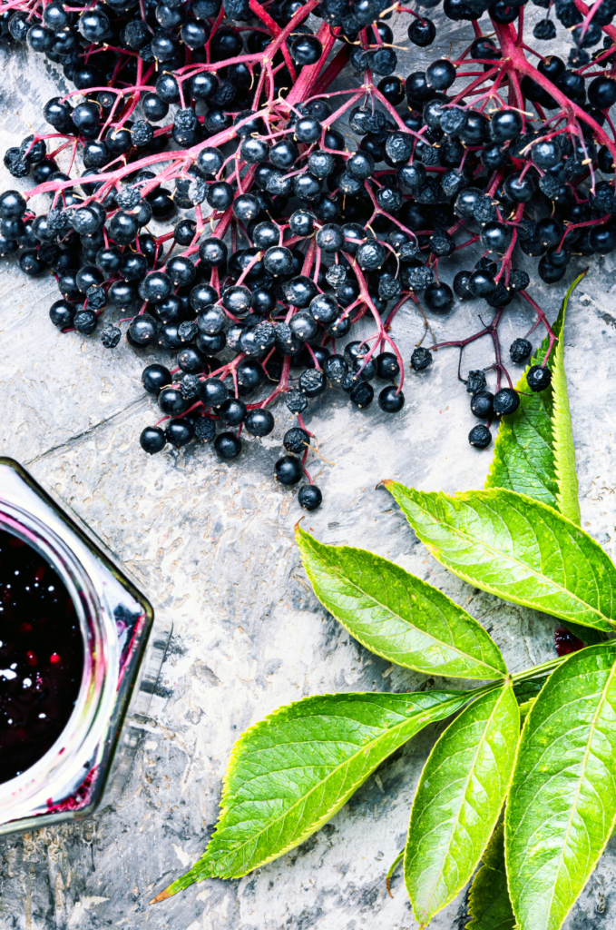 Elderberry - Herbs For Immunity