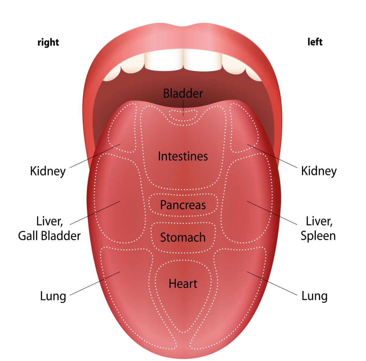 Tongue Mapping 101 - Welleum